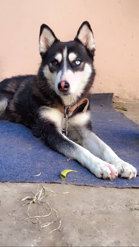 husky female for sale 1