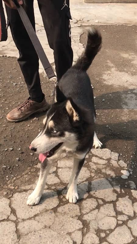 husky female for sale 2