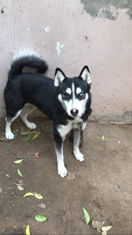 husky female for sale 4