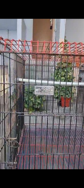 raw grey parrot ringneck cage 0