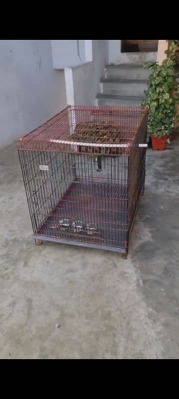 raw grey parrot ringneck cage 1