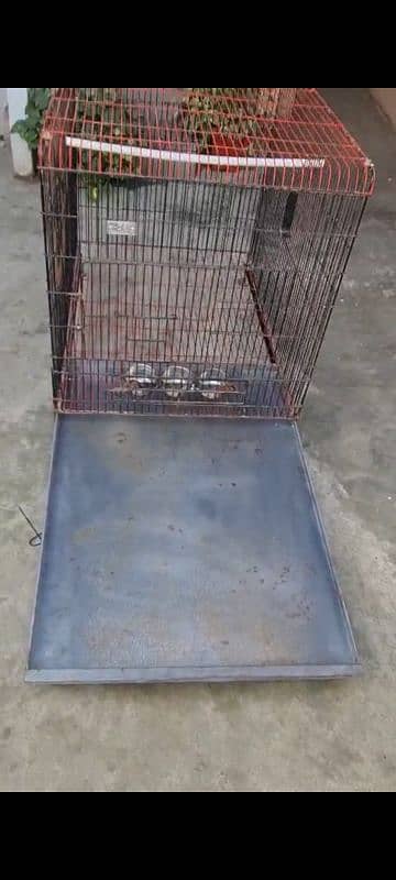 raw grey parrot ringneck cage 3