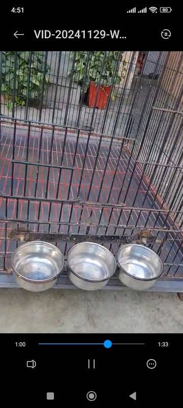 raw grey parrot ringneck cage 4