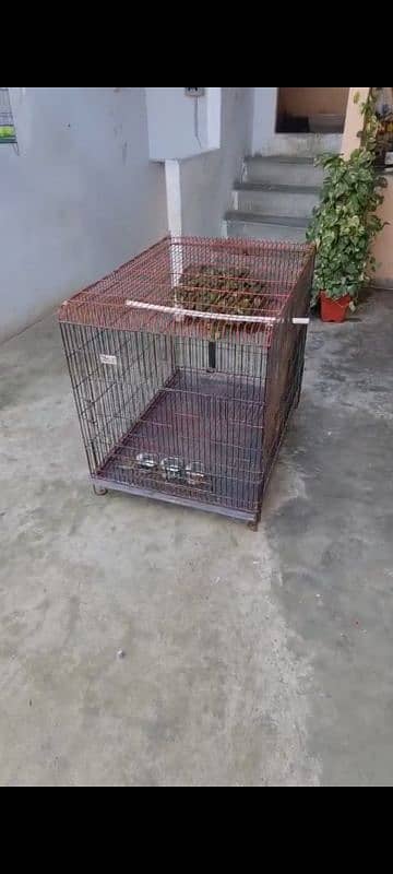 raw grey parrot ringneck cage 5