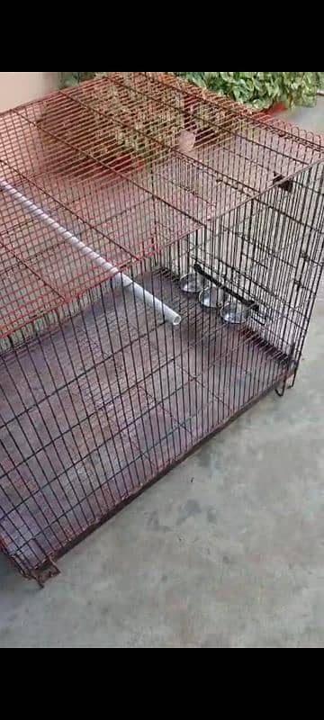 raw grey parrot ringneck cage 6