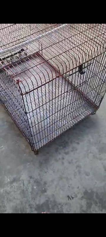 raw grey parrot ringneck cage 7