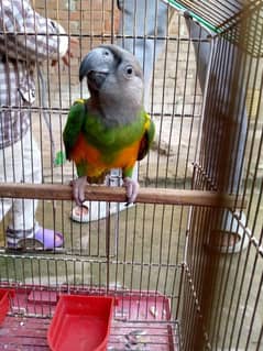 Senegal parrot neat clean