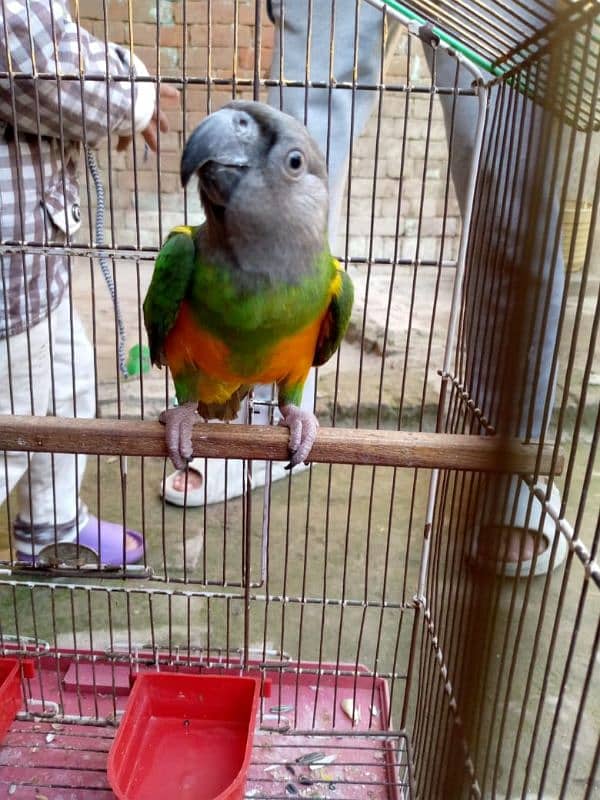 Senegal parrot neat clean 0