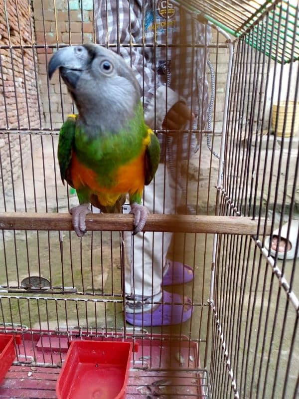 Senegal parrot neat clean 1