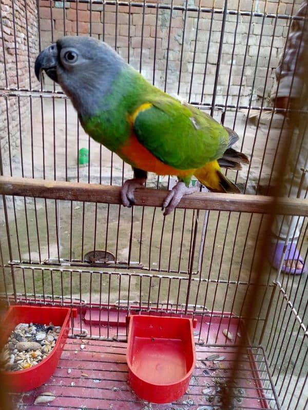 Senegal parrot neat clean 2