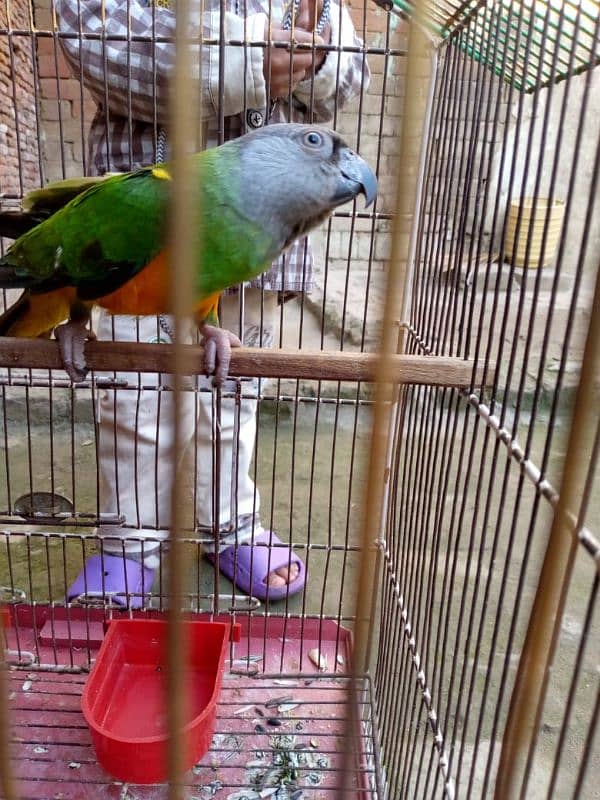 Senegal parrot neat clean 3