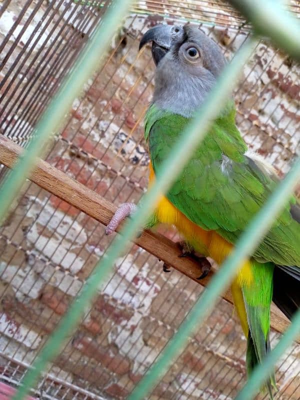 Senegal parrot neat clean 4