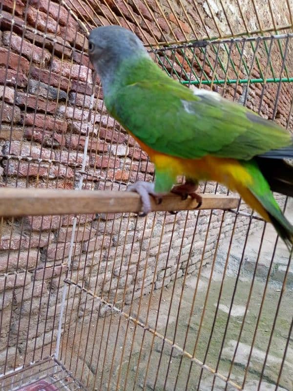 Senegal parrot neat clean 6