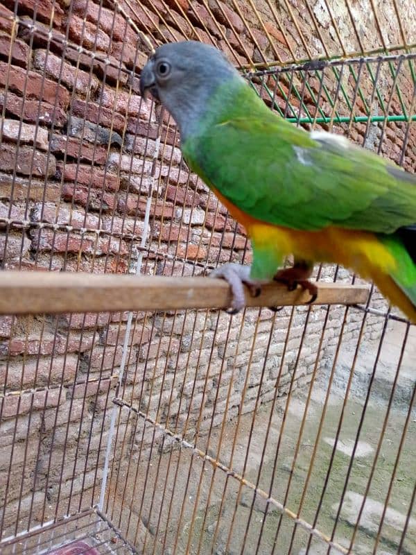 Senegal parrot neat clean 7