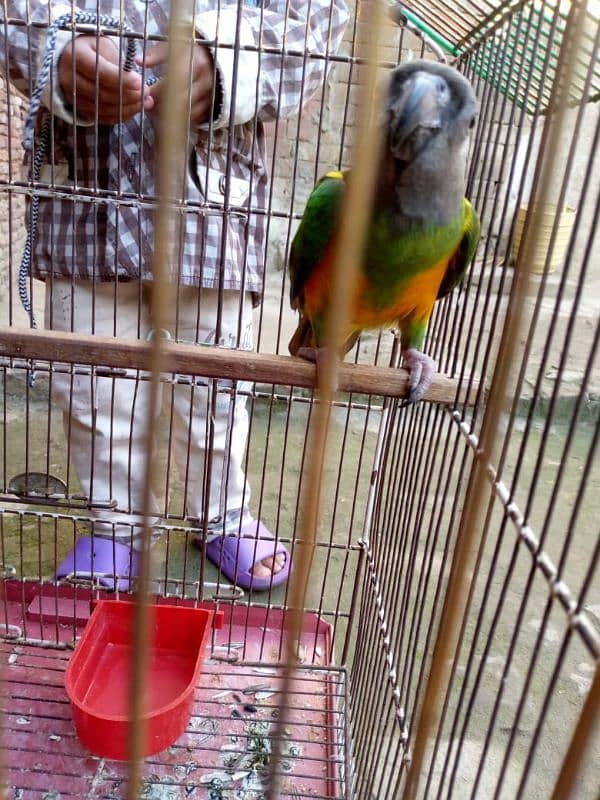 Senegal parrot neat clean 8