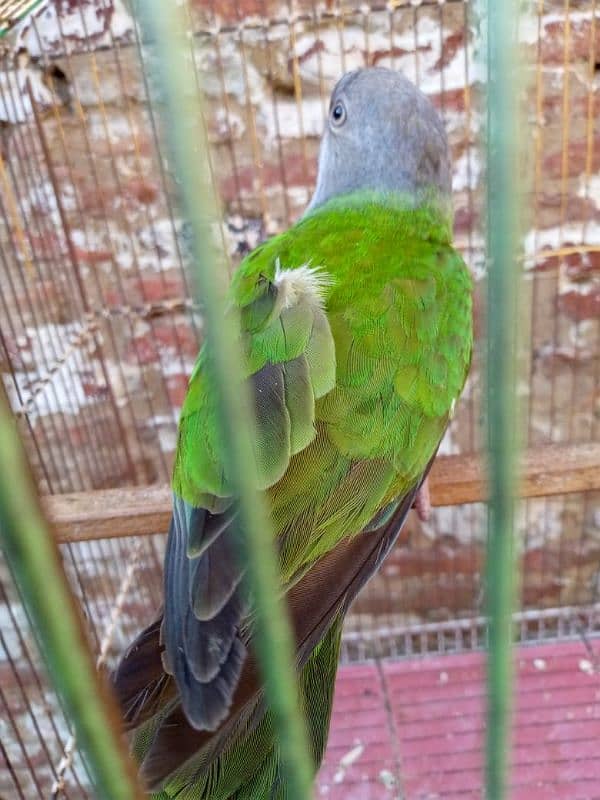 Senegal parrot neat clean 9