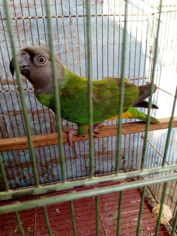 Senegal parrot neat clean 10