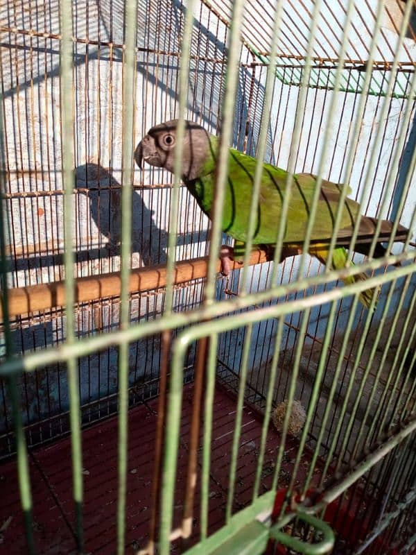 Senegal parrot neat clean 11