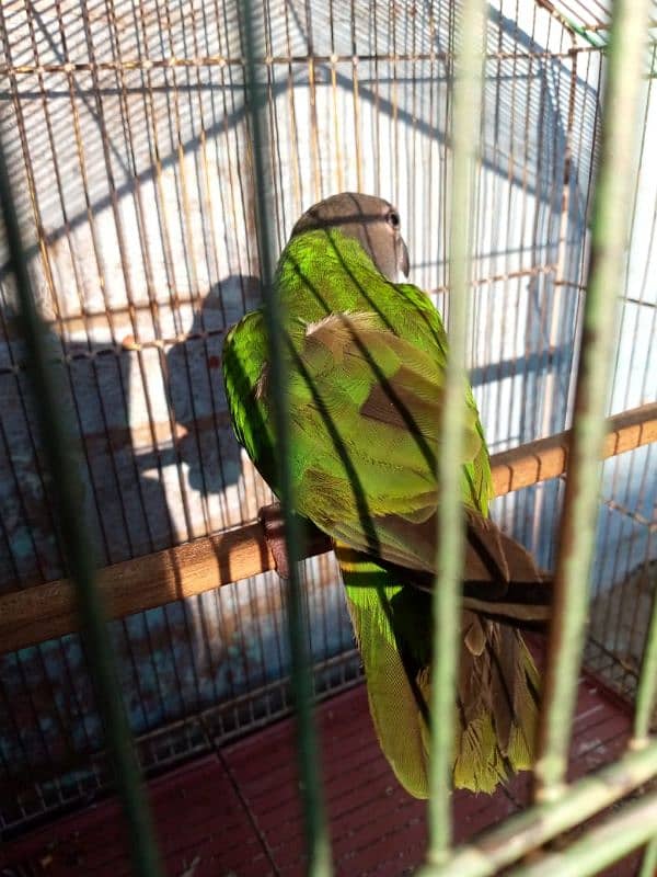 Senegal parrot neat clean 12