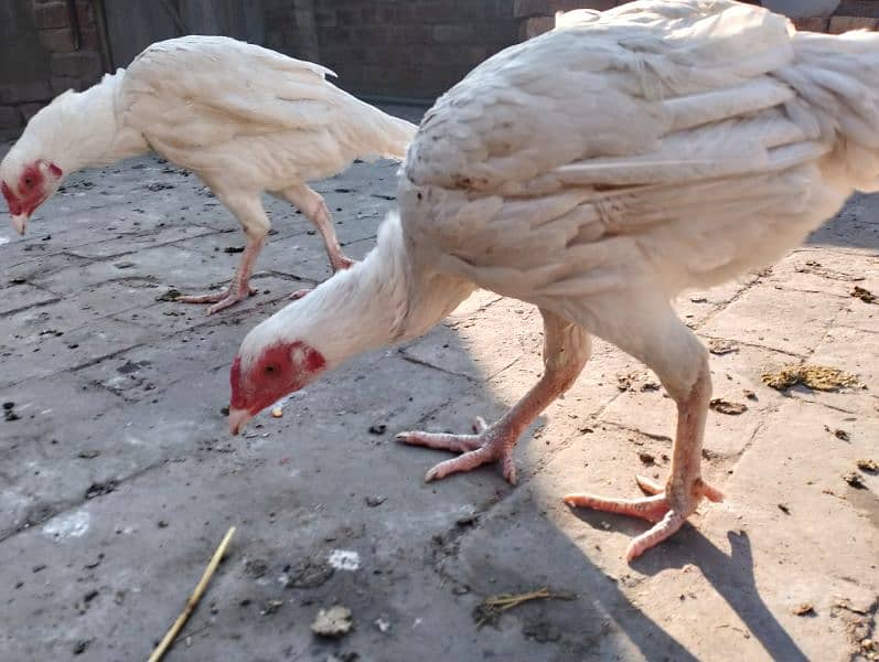 2 month Aseel chicks for sale and aseel Heera female 0