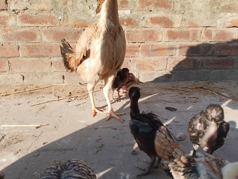 2 month Aseel chicks for sale and aseel Heera female 1