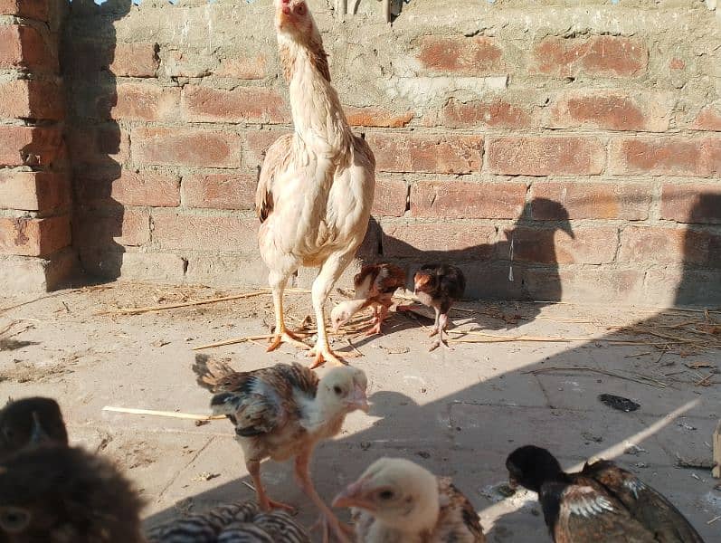 2 month Aseel chicks for sale and aseel Heera female 2