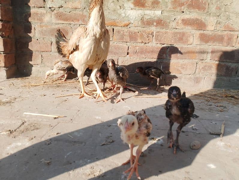 2 month Aseel chicks for sale and aseel Heera female 3