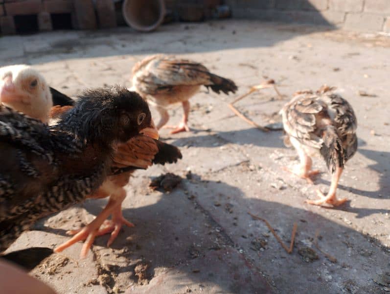 2 month Aseel chicks for sale and aseel Heera female 4