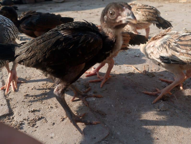 2 month Aseel chicks for sale and aseel Heera female 5