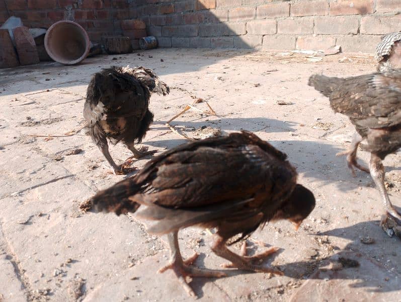 2 month Aseel chicks for sale and aseel Heera female 6