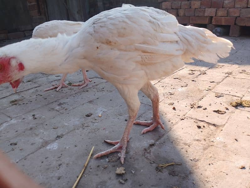 2 month Aseel chicks for sale and aseel Heera female 7