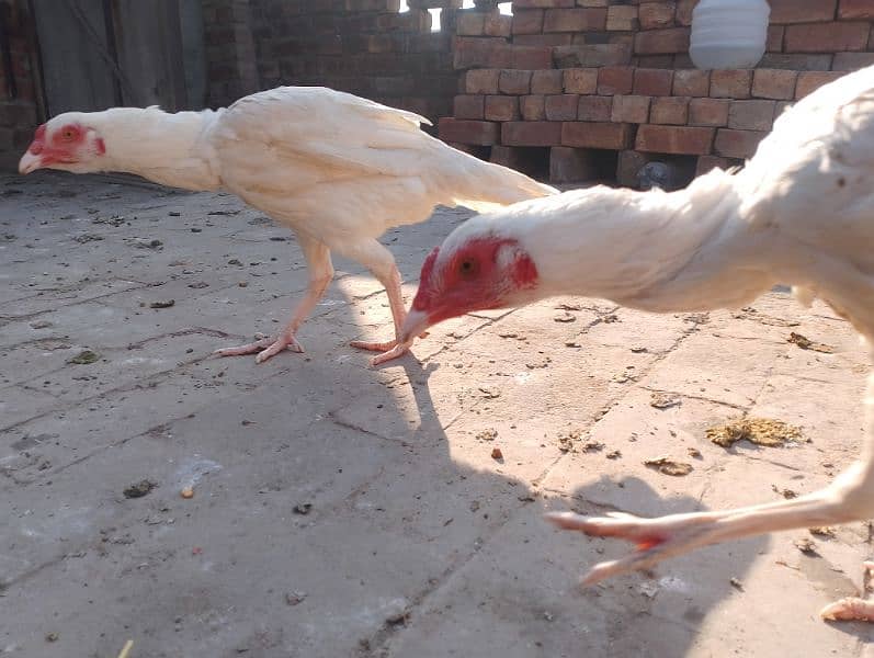 2 month Aseel chicks for sale and aseel Heera female 8