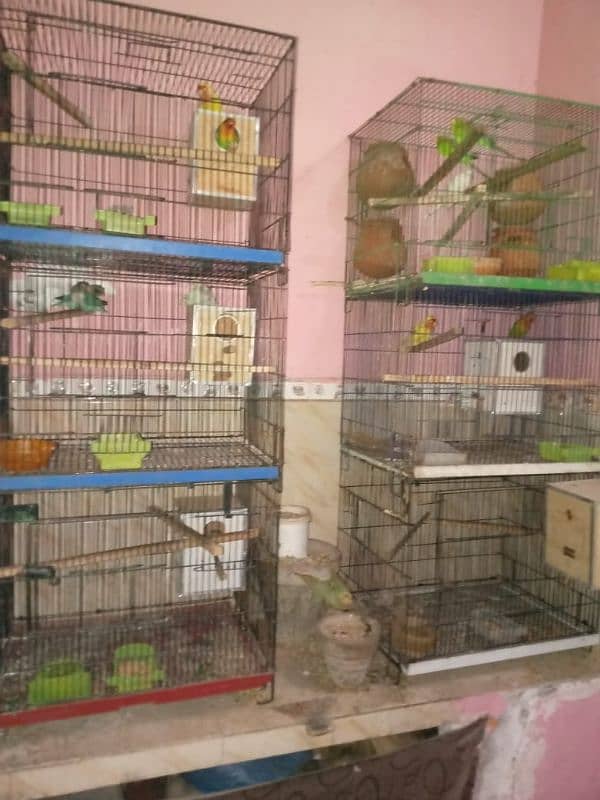 lovebirds and cages 0