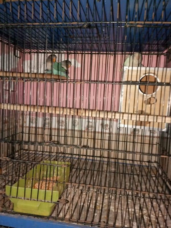 lovebirds and cages 3