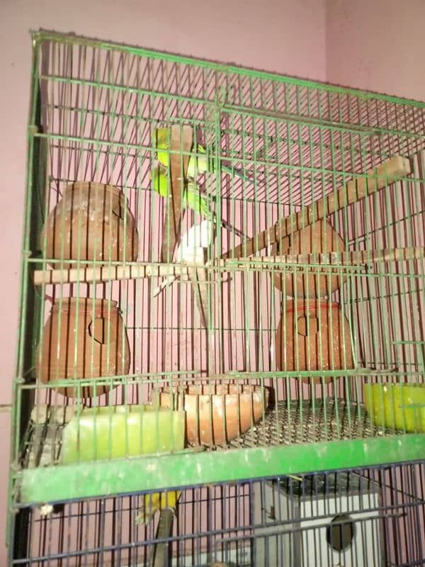 lovebirds and cages 8