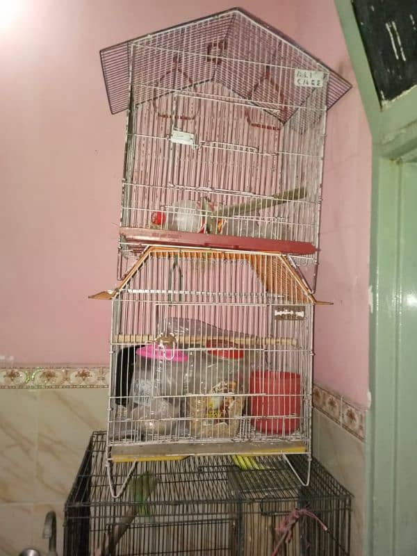 lovebirds and cages 9