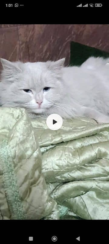 Persian Cat 0