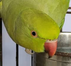 selling Ringneck parrot