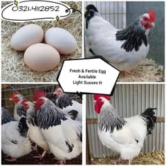 Light Sussex Hens Fresh & Fertile Egg Available