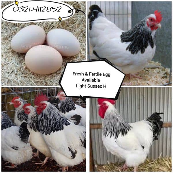 Light Sussex Hens Fresh & Fertile Egg Available 0