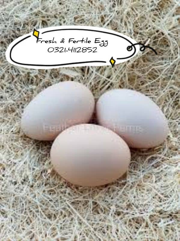 Light Sussex Hens Fresh & Fertile Egg Available 1