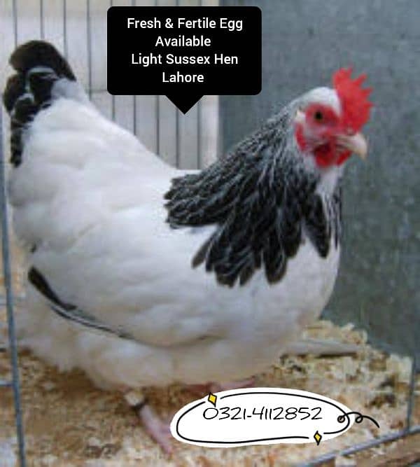 Light Sussex Hens Fresh & Fertile Egg Available 2