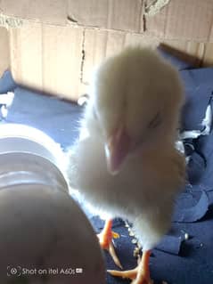 chick