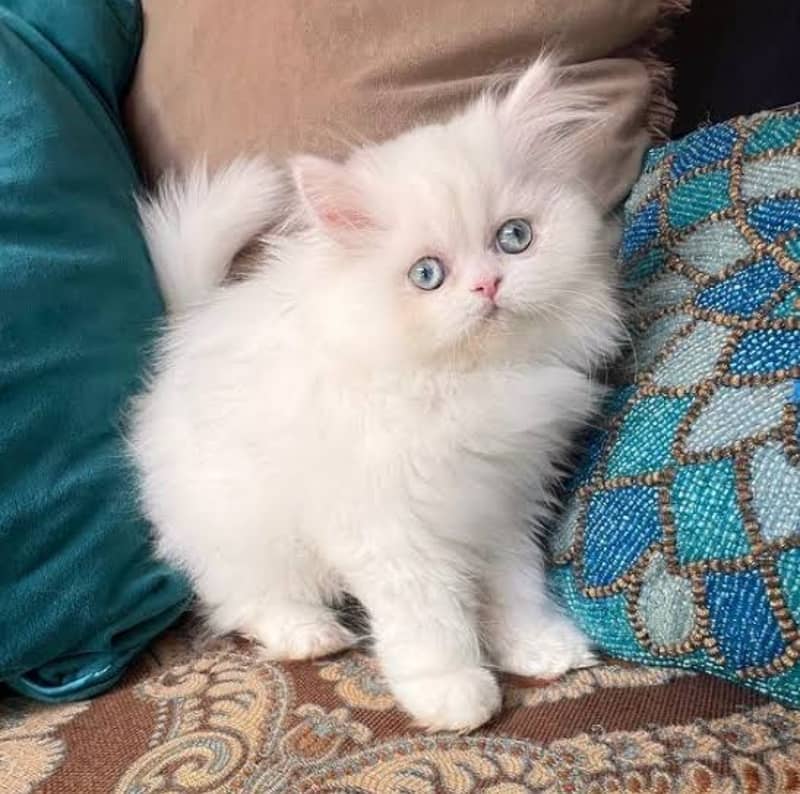 Persian kittens 03361777030 0