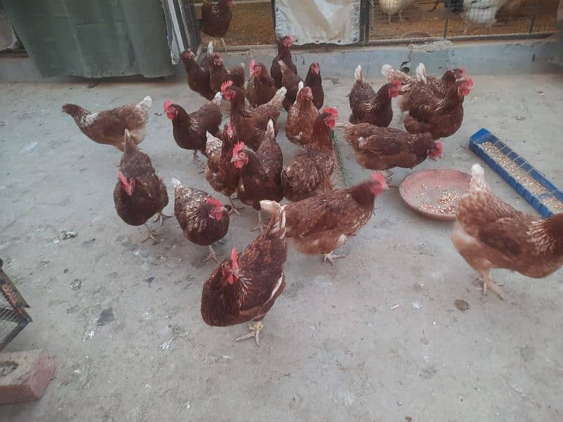 LOHAMN FEMALES F1 EGG LAYING WITH 70% PRODUCTION 1