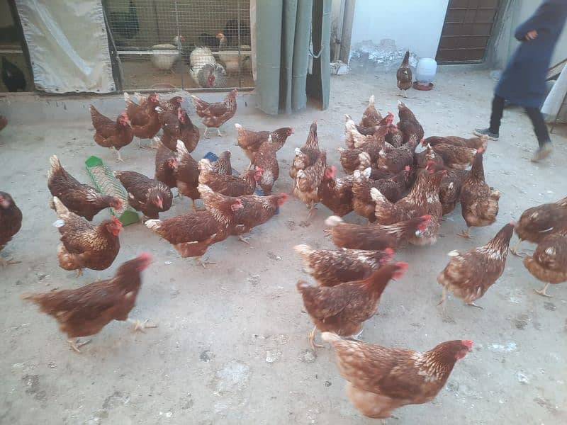 LOHAMN FEMALES F1 EGG LAYING WITH 70% PRODUCTION 2