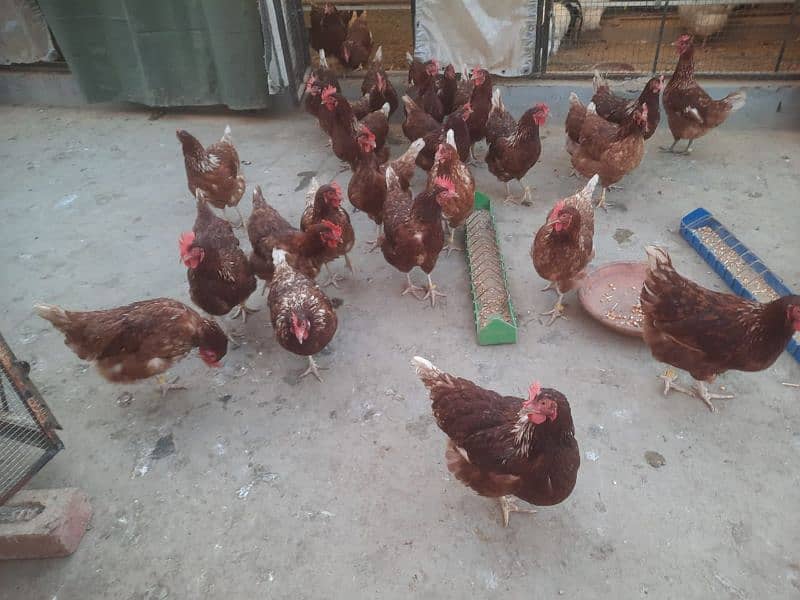 LOHAMN FEMALES F1 EGG LAYING WITH 70% PRODUCTION 3