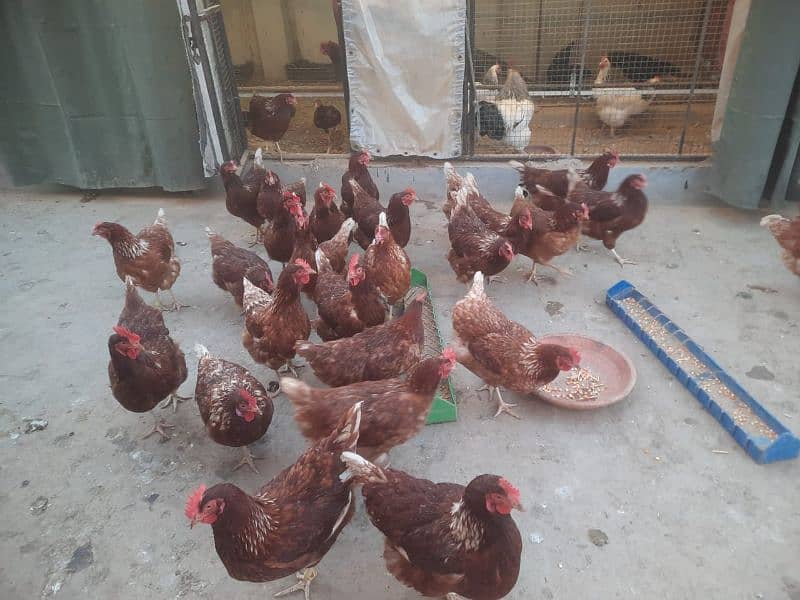 LOHAMN FEMALES F1 EGG LAYING WITH 70% PRODUCTION 4