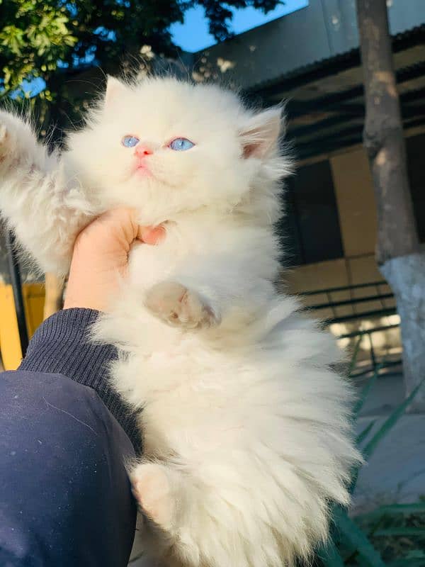 Persian Kitten Pure. 0