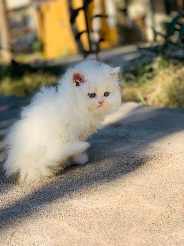 Persian Kitten Pure. 1